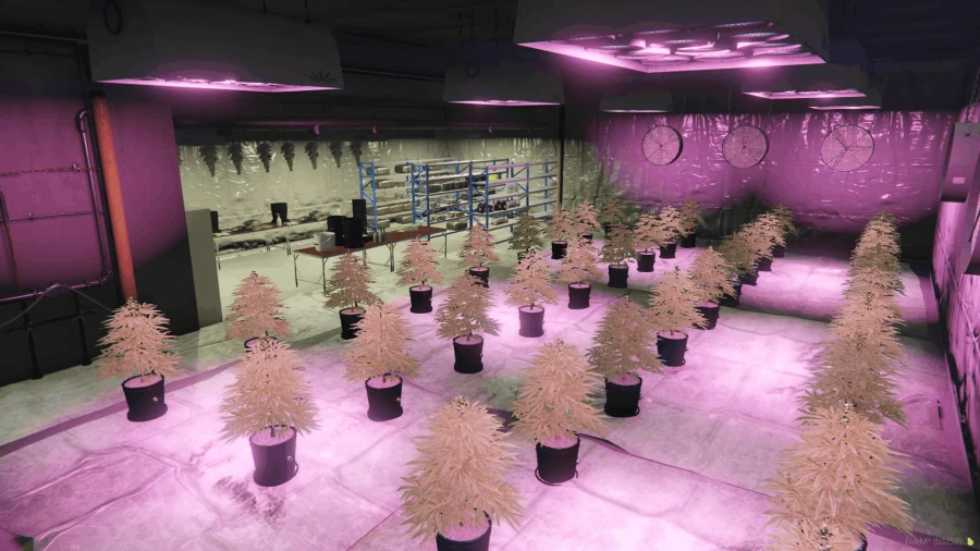 Weed Farm