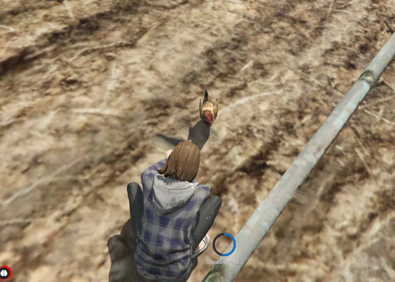 Wild Chicken Capturing
