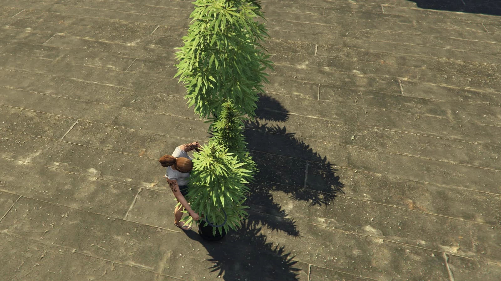 [ANIMATION] Cutting weed